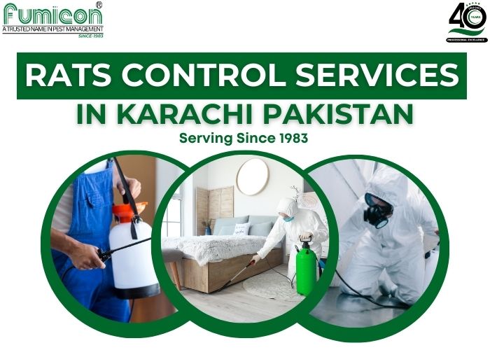 Rats Control Services In Karachi Pakistan